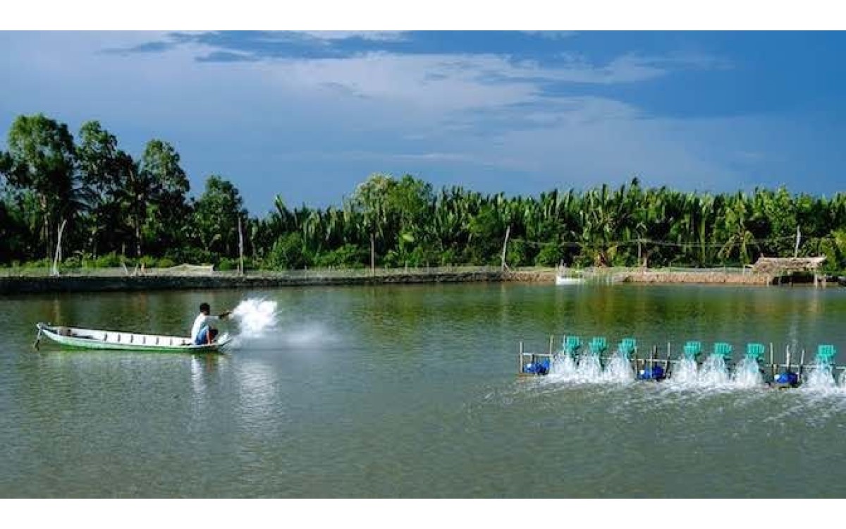 Ứng ph&oacute; hạn, mặn trong nu&ocirc;i t&ocirc;m